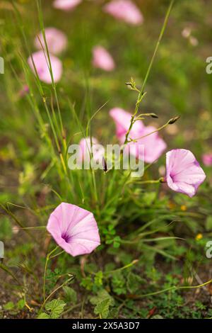 Photo verticale de quelques fleurs sauvages en pleine floraison, printemps en Andalousie, Espagne. Banque D'Images