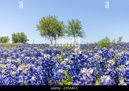 Immense prairie couverte de bonnets bleus au Texas Banque D'Images