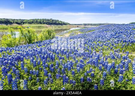 Immense prairie couverte de bonnets bleus au Texas Banque D'Images