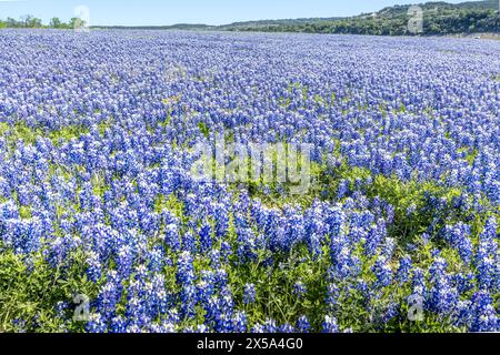 Immense prairie couverte de bonnets bleus au Texas Banque D'Images