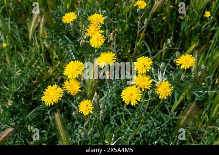 Fleurs de pissenlit dans le champ Banque D'Images