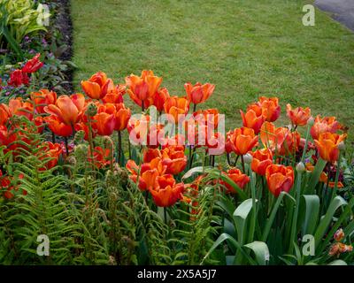 Annie Schilder tulipes masse plantées dans le jardin creusé du Manoir Chenies. Bulbes de printemps en avril encadrés par des fougères et de la pelouse. Banque D'Images