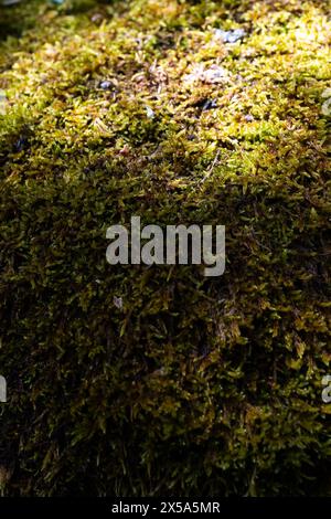 Un gros plan d'une zone moussue avec beaucoup de mousse verte. La mousse couvre le sol et les feuilles des plantes. L'image a un calme et paisible Banque D'Images