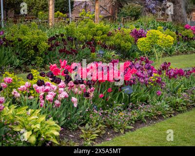 Superbes variétés de tulipes au jardin encastré de Chenies Manor au printemps. Tulipa Mariette, Tulipa Vogue, Tulipa Black Hero. Vert vif Hosta et Euphorbia. Banque D'Images