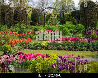 Chenies Manor Sunken Garden, Buckinghamshire, avec des rangées de tulipes orange vives, roses, rouges et violettes par un après-midi ensoleillé à la fin du mois d'avril. Banque D'Images