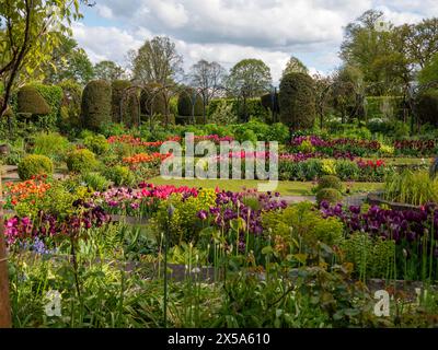 Chenies Manor Sunken Garden, Buckinghamshire, avec des rangées de tulipes orange vives, roses, rouges et violettes par un après-midi ensoleillé à la fin du mois d'avril. Banque D'Images