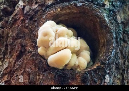 Poulet des bois champignon poussant d'un trou dans un arbre. Laetiporus sulphureus Banque D'Images