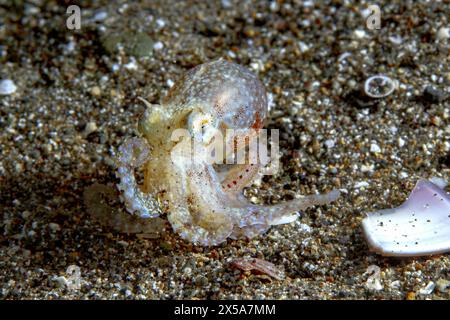 Un petit Amphioctopus marginatus translucide camouflage sur un fond marin granuleux parmi des fragments de coquille dispersés Banque D'Images