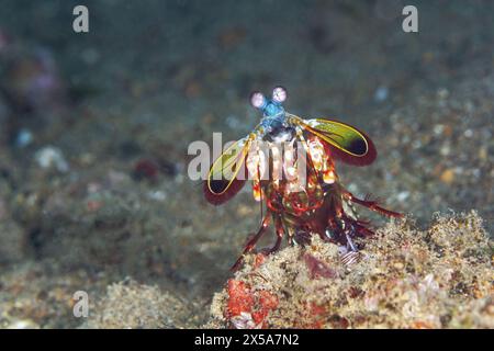 Un Odontodactylus scyllarus coloré se dresse sur le corail dans son habitat sous-marin Banque D'Images