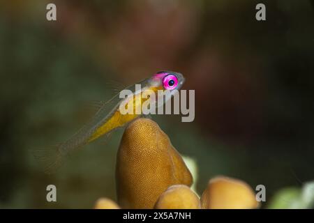 Un natan Bryaninops saisissant aux yeux roses vifs perchés gracieusement au sommet du corail, mettant en valeur la vie marine vibrante et la beauté de l'écossie sous-marine Banque D'Images