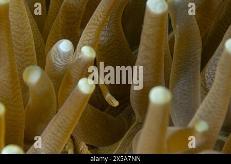 Vue rapprochée de tentacules d'anémone de mer avec texture et motif distinctifs dans lesquels un animal allongé est observé Banque D'Images