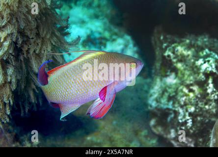 Un Pseudanthias squamipinnis coloré aux teintes roses et jaunes flotte sereinement près d'un récif corallien dans les eaux bleu-vert de l'océan Banque D'Images