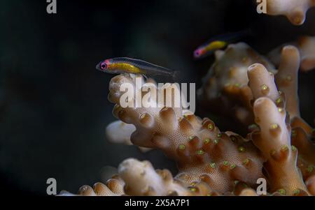 Les natans colorés de Bryaninops nagent au-dessus des coraux vibrants dans une scène sous-marine tranquille Banque D'Images