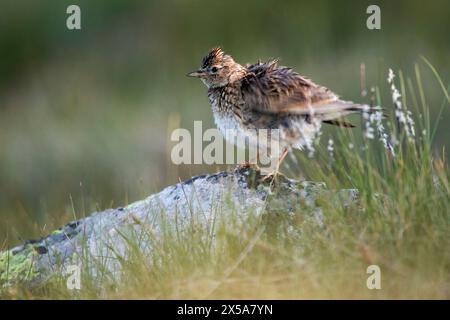 Une alouette à crête, des plumes peluchées, s'équilibre sur un rocher tapissé de mousse parmi les herbes, capturé dans la douce lumière du crépuscule Banque D'Images