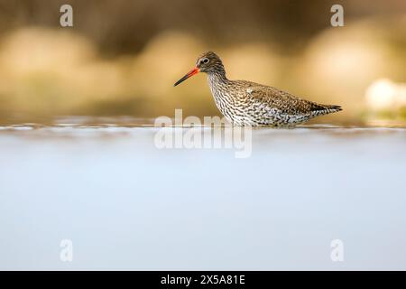 Une pataugeoire Redshank commune dans les eaux peu profondes avec un arrière-plan doux mettant en valeur son bec frappant et ses plumes à motifs. Banque D'Images