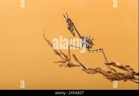 Une Empusa pennata, également connue sous le nom de mante en tête de cône ou mante en bâton, posée élégamment sur une tige de plante séchée, avec un fond ocre doux Banque D'Images