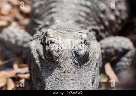 Gros plan détaillé sur la peau rugueuse et écailleuse et les yeux intenses d'un alligator, améliorant les textures et les tons de sa peau Banque D'Images