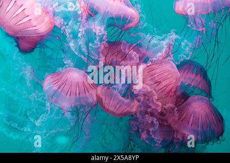 Un groupe serein de méduses roses flotte gracieusement dans les eaux turquoises calmes, leurs tentacules délicats traînant derrière eux comme de la dentelle complexe. Banque D'Images