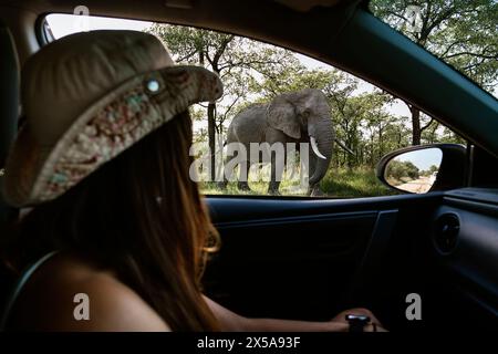 Vue de côté d'une touriste méconnaissable recadrée dans un chapeau safari regarde un éléphant assis à l'intérieur d'un véhicule, expérimentant une rencontre avec la faune Banque D'Images