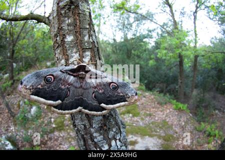 Gros plan d'un Gran Pavon, le papillon géant du paon, perché sur un tronc d'arbre dans son habitat boisé naturel, mettant en valeur les motifs complexes et l'œil spo Banque D'Images