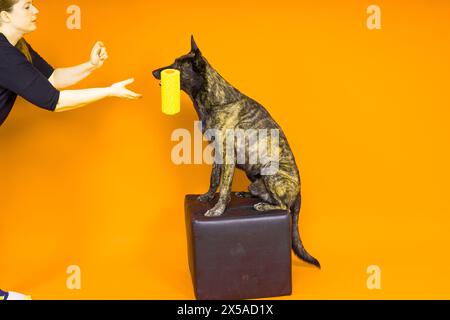 Un constructeur de chiens tient une brosse rotative. Fond jaune rouge. Isolé. Berger hollandais Banque D'Images