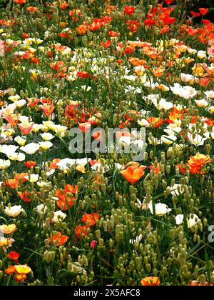 Gros plan de l'herbe de jardin ornementale Briza maxima et différentes couleurs eschscholzia californica créatine un effet de prairie de fleurs sauvages. Banque D'Images