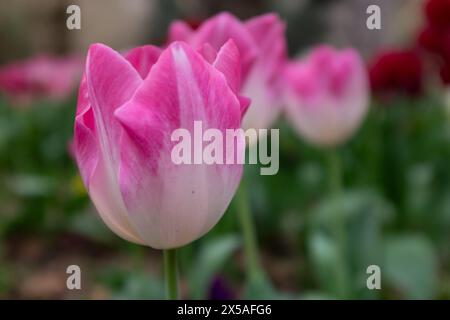 Vue latérale d'une tulipe parfaite (Tulipa agenensis) avec des pétales roses et blancs doux Banque D'Images