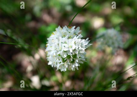 Gros plan des petites fleurs blanches d'un ombel d'ail jonquille (Allium neapolitanum) en pleine floraison Banque D'Images