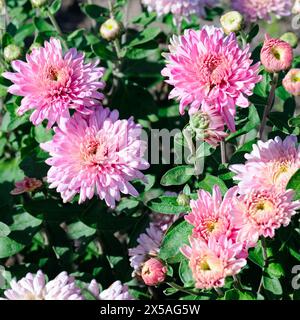 Fond lumineux de chrysanthèmes en fleurs dans le parterre de fleurs. Banque D'Images