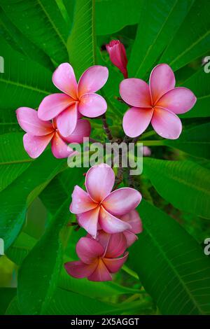 Groupe de Frangipani rose avec gouttes d'eau et feuilles vertes jardins botaniques verticaux des Bermudes Banque D'Images