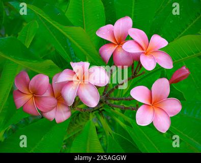 Groupe de Frangipani rose avec Raindrops Bermuda Botanical Gardens Banque D'Images