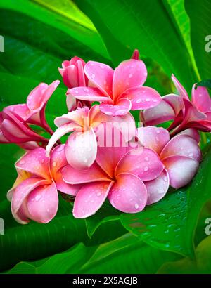 Groupe de frangipaniers roses avec gouttes d'eau et feuilles vertes jardins botaniques des Bermudes Banque D'Images