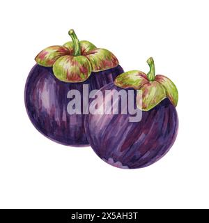 Deux fruits de mangoustan pourpre de l'arbre tropical exotique plante asiatique clipart. Garcinia mangostana illustration aquarelle pour autocollant, étiquette, menu alimentaire, cosmétique, beauté, scrapbooking, vêtements Banque D'Images