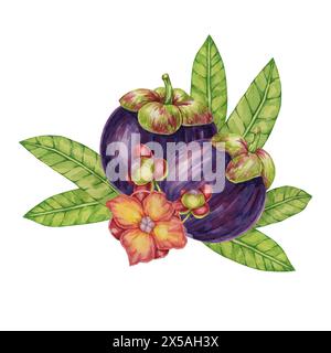 Deux fruits mauve mangoustan, feuilles, fleurs tropicales exotiques plantes asiatiques clipart. Garcinia mangostana arbre illustration aquarelle pour autocollant, menu alimentaire, cosmétique, beauté, scrapbooking, vêtements Banque D'Images