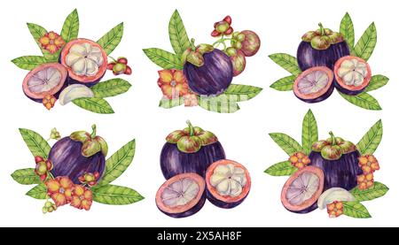 Compositions à base de mangoustan avec flovers et feuilles, clipart de fruits tropicaux entiers, coupés en deux et tranchés. Illustration d'aquarelle d'usine de Garcinia pour autocollant, , menu de jus, bonbons, beauté, imprimés, vêtements Banque D'Images