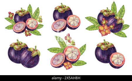 Compositions à base de mangoustan avec flovers et feuilles, clipart de fruits tropicaux entiers, coupés en deux et tranchés. Illustration d'aquarelle d'usine de Garcinia pour autocollant, , menu de jus, bonbons, beauté, imprimés, vêtements Banque D'Images