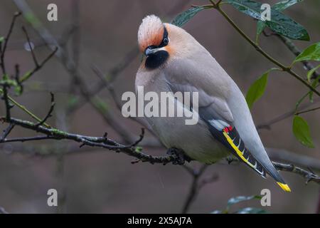 Portrait d'une épilation humide de Bohême (Bombycilla garrulus) à Houten, pays-Bas Banque D'Images