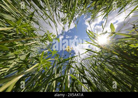 Wiesbaden Naurod, Allemagne. 08 mai 2024. Vue d'une prairie de printemps dans le ciel nuageux bleu ensoleillé. Crédit : Jörg Halisch/dpa/Alamy Live News Banque D'Images