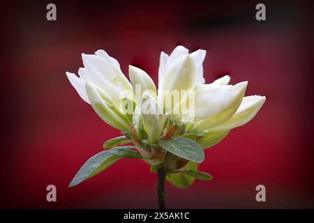 Fleur d'azalée blanche en fleurs (Rhododendron molle japonicum) Banque D'Images