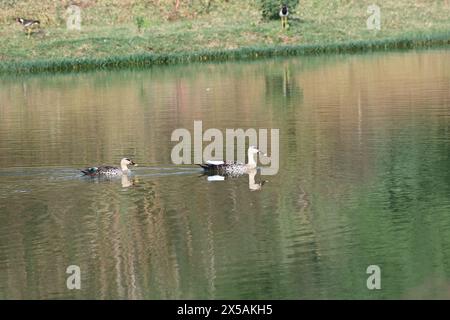 Deux canards à bec ponctuel nagent tranquillement dans un lac Banque D'Images