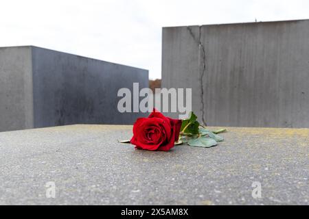 Rose rouge gisant sur un bloc de pierre dans le monument de l'holocauste de Berlin. Banque D'Images