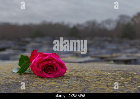 Rose rouge gisant sur un bloc de pierre dans le monument de l'holocauste de Berlin. Banque D'Images