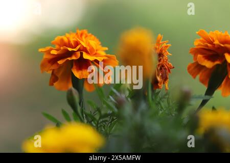 Fleur de souci africain (Tagetes erecta) Banque D'Images