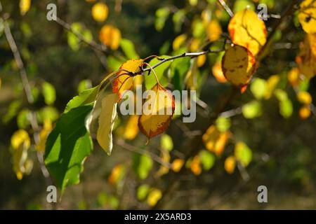 Feuille d'automne jaune avec bordure rouge sur une branche gros plan entourée de feuilles vertes et jaunes Banque D'Images