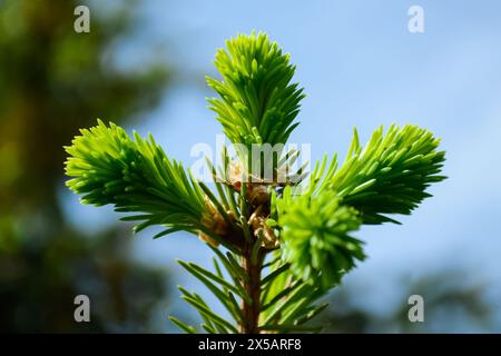 Jeune branche d'épinette avec des aiguilles vert vif gros plan contre le ciel bleu et les silhouettes d'autres branches Banque D'Images