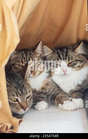 Trois Felidae, petits à moyens chats avec des moustaches et de la fourrure, sont assis dans une cage, regardant la caméra. L'un est un chat domestique à poil court. Le c Banque D'Images