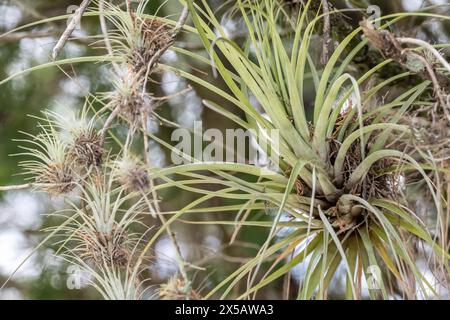 Des plants d'air poussant sur des branches d'arbres dans le comté de Palm Beach, en Floride. (ÉTATS-UNIS) Banque D'Images