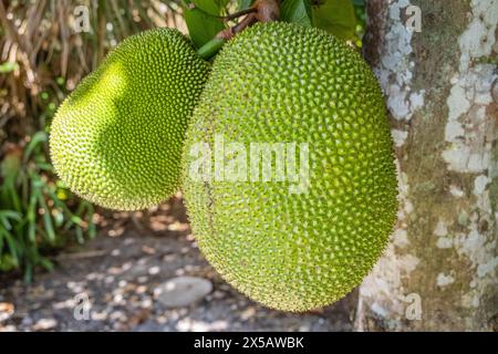 Fruits verts (Artocarpus heterophyllus) poussant dans le comté de Palm Beach, Floride. (ÉTATS-UNIS) Banque D'Images