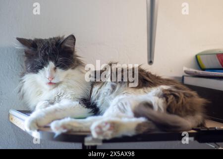 Un chat noir et blanc domestique à poil court, un membre de la famille des Felidae, est confortablement allongé sur une table. Ses moustaches, sa fourrure, ses pattes et sa queue sont vi Banque D'Images