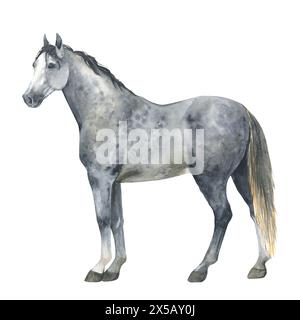 Illustration aquarelle d'un cheval gris, debout. Poney gris isolé. Pour cartes, impressions, décor Banque D'Images